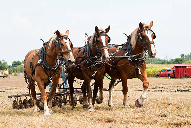 horse-drawn landwirtschaft demonstrationen - working horse stock-fotos und bilder