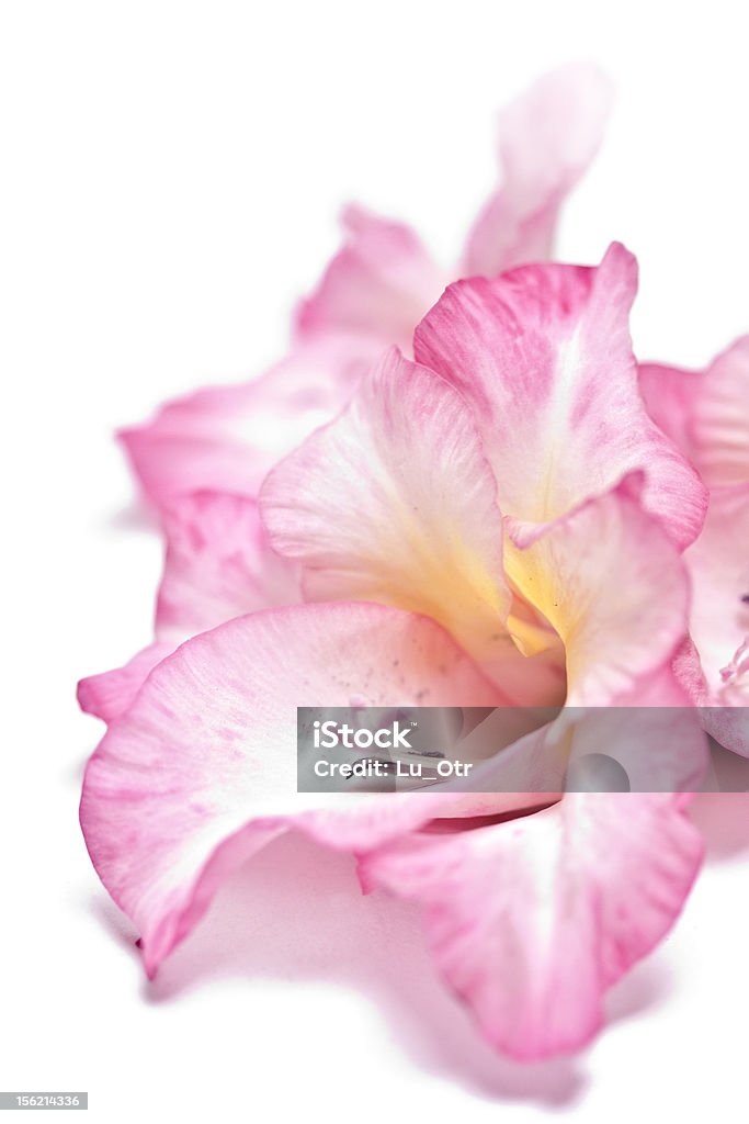 pink Gladiole - Lizenzfrei Blume Stock-Foto