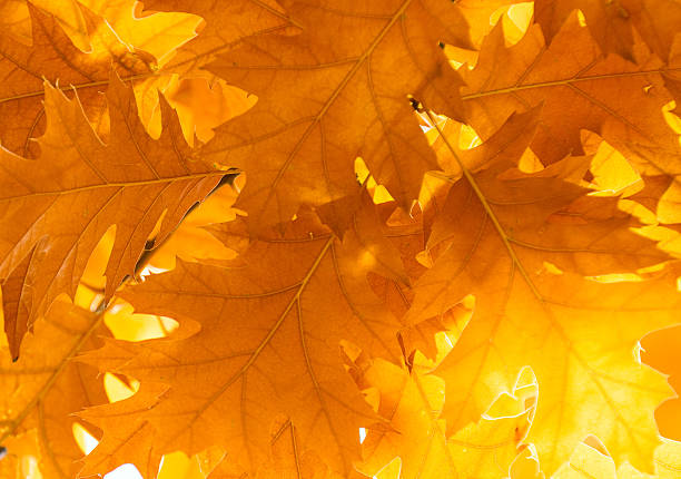 istock autumnal leaves, shallow focus 156214515
