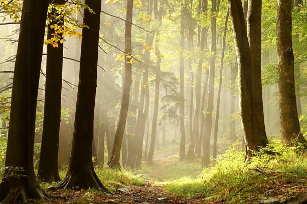Misty trail in an enchanted forest