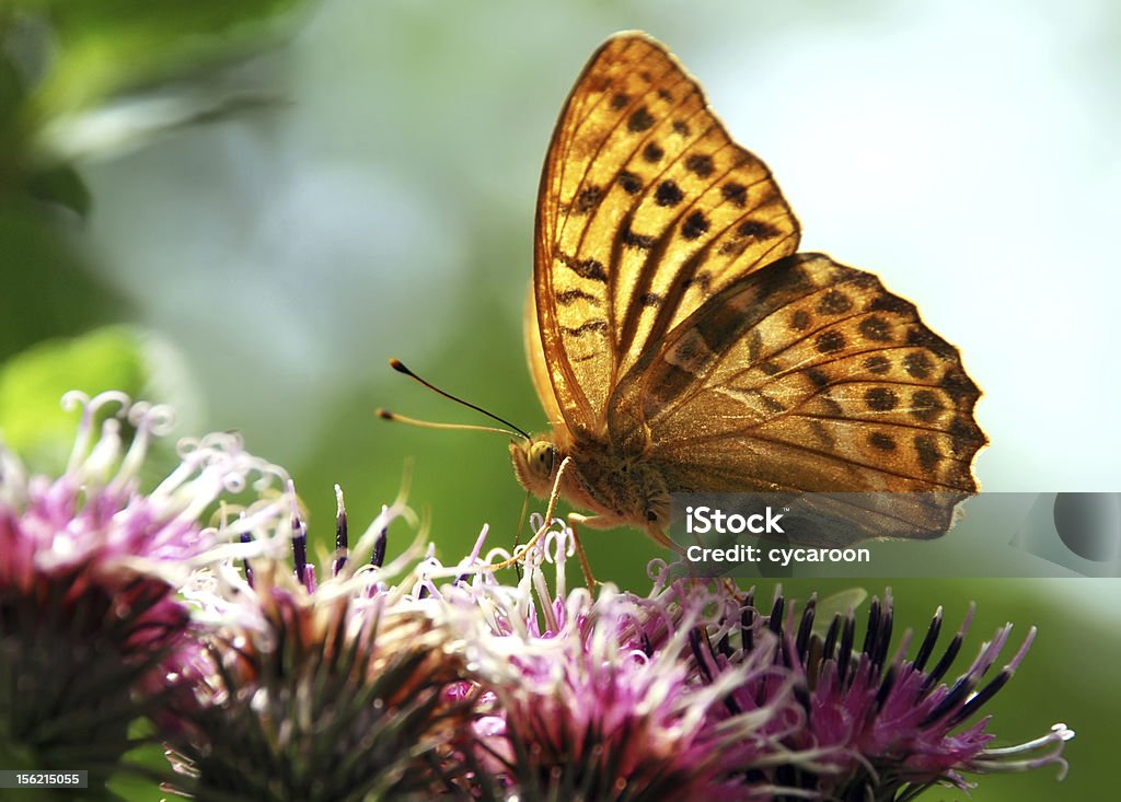 beautiful butterfly beautiful nature scene butterfly on flower Agricultural Field Stock Photo