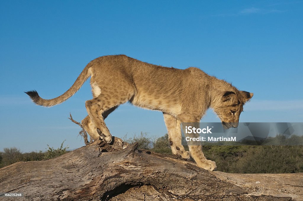 ライオン cub の木 - ライオンの子のロイヤリティフリーストックフォト