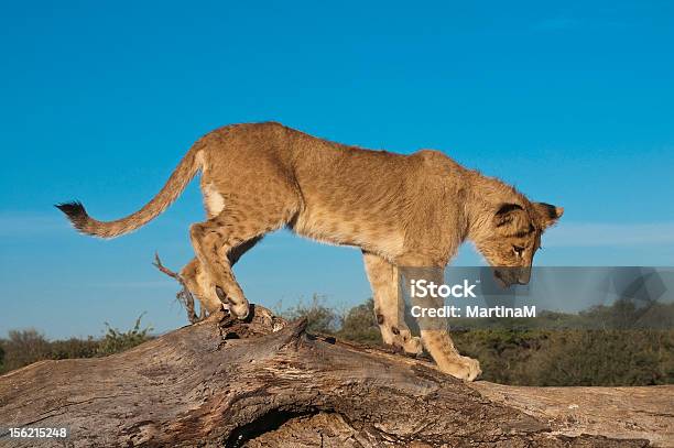 ライオン Cub の木 - ライオンの子のストックフォトや画像を多数ご用意 - ライオンの子, 樹木, アフリカ