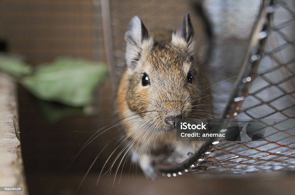 little animal called "octon degus" little degu in an exercise wheel, looking cute in the camera Exercise Wheel Stock Photo