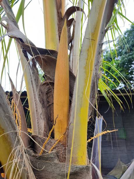 istock Closeup view of coconut flower pod on a tree 1562164480