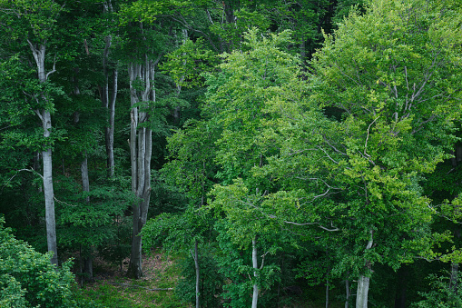 Green forest in summer, with beautiful lush healthy foliage.