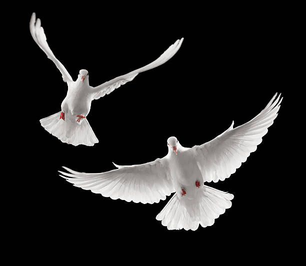 doves flying stock photo