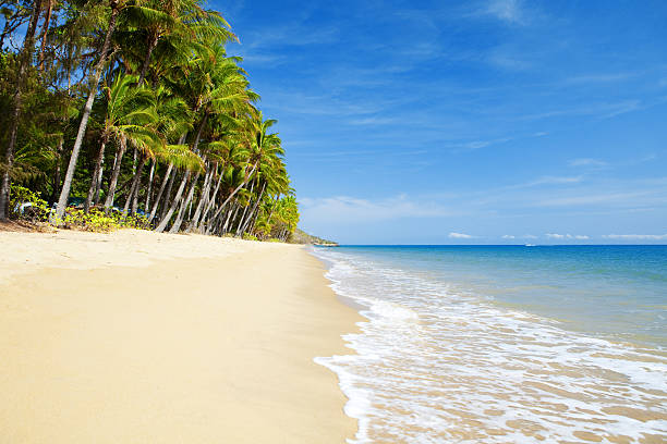 Deserted tropical beach with palm trees Deserted tropical beach with palm trees in north Queensland cairns photos stock pictures, royalty-free photos & images