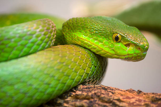 istock colorful scrunch green young snake 156218003