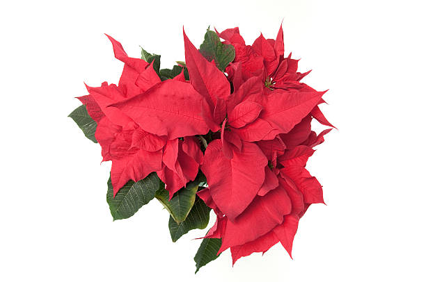 istock Poinsettia plant, top view 156218095