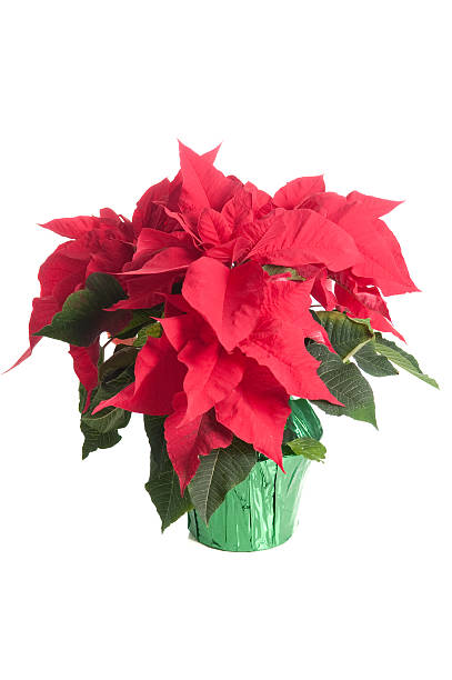 istock Poinsettia plant, side view 156218099