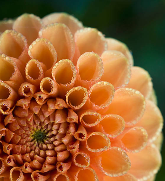 istock Dahlia in morning Dew 156218195