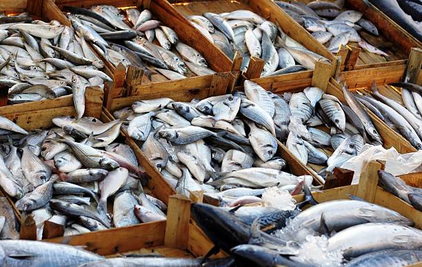 istock Fresh fishes in a market 156218209