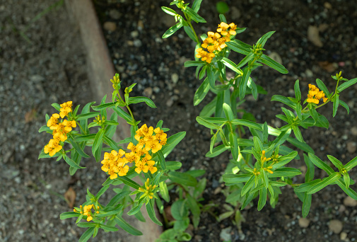 Tagetes lucida branches with yellow flowers. Mexican tarragon culinary plant.