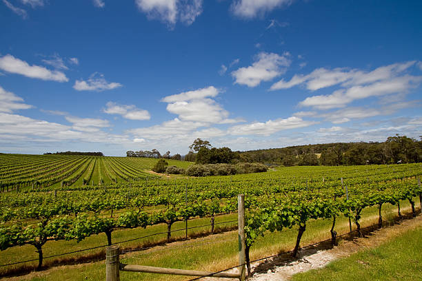 istock Row of vines 156218284