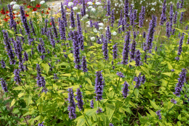 Agastache or giant hyssop flowering plant Agastache foeniculum or giant hyssop flowering plant with spikes of dark blue flowers. agastache stock pictures, royalty-free photos & images