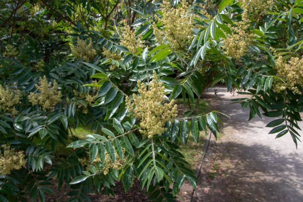 istock Rhus copallinum or shining sumac tree in the summer 1562183663