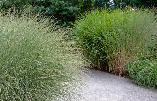 istock Miscanthus sinensis and molinia caerulea ssp. caerulea variegata plants 1562184694