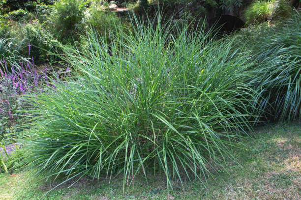 istock Miscanthus sinensis var zebrinus plant 1562184704