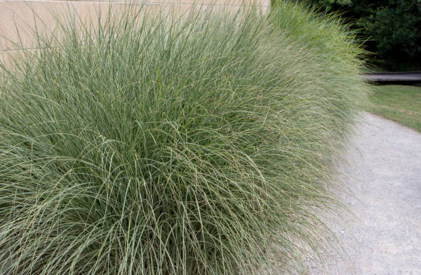istock Miscanthus sinensis or Chinese silver grass border 1562184706