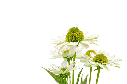 White echinacea flowers bunch isolated on white. Coneflowers plants with daisy-like flowerheads.