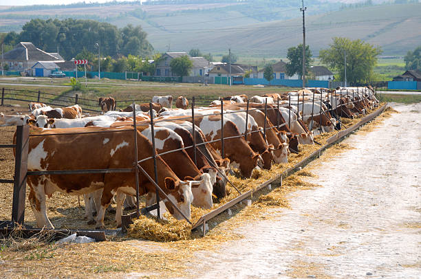 cows eating hay stock photo