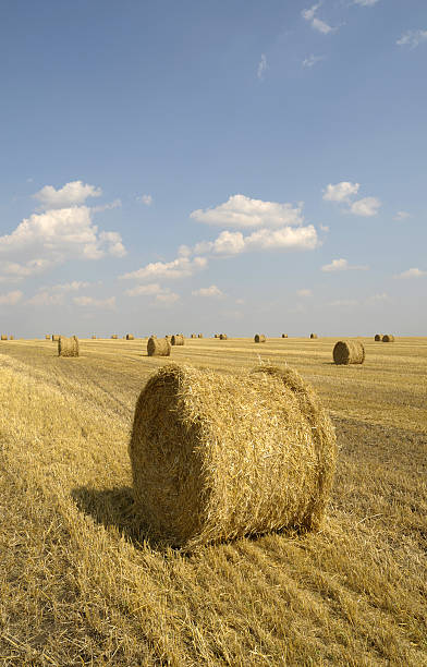 rolls of straw stock photo