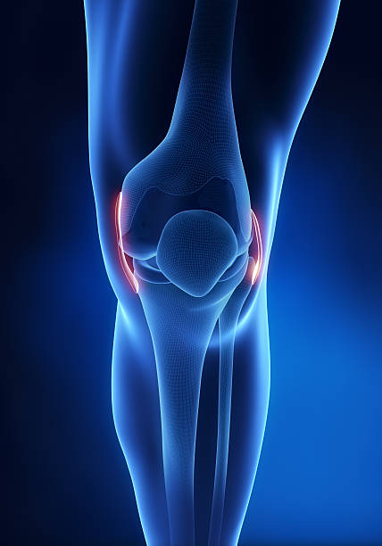 Knee ligament anatomy anterior view Knee ligament anatomy anterior view in 3D posterior cruciate ligament stock pictures, royalty-free photos & images