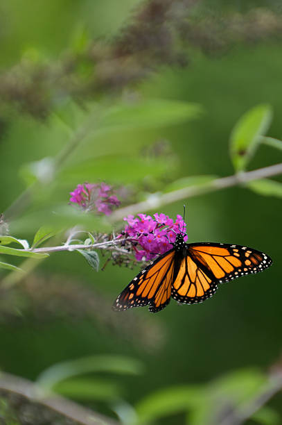 istock Monarch Butterfly on Butterfly Bush 156218920