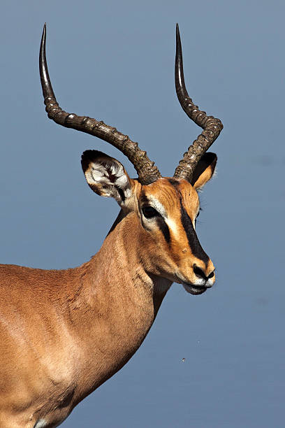 Black-faced impala in front of blue waterhole