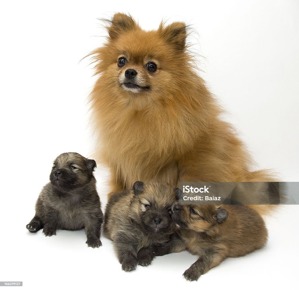 Pomeranian with puppies on white Bitch dog with her kids Animal Stock Photo
