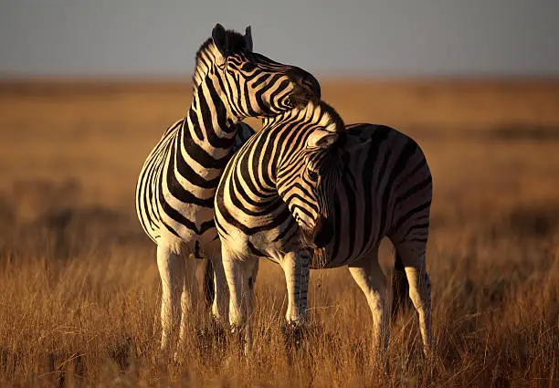 Plains or common zebra, Etosha National Park, Namibia