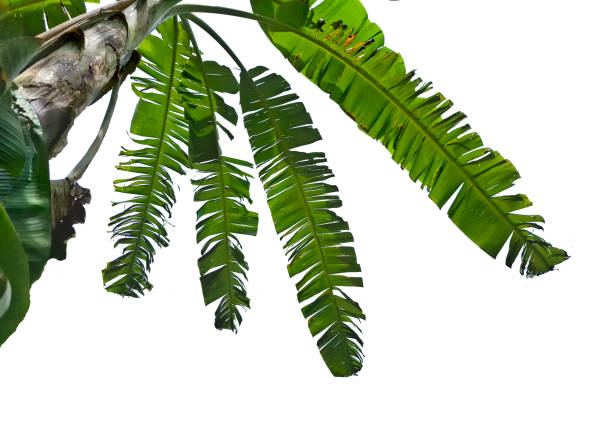 green banana leaf isolated on white