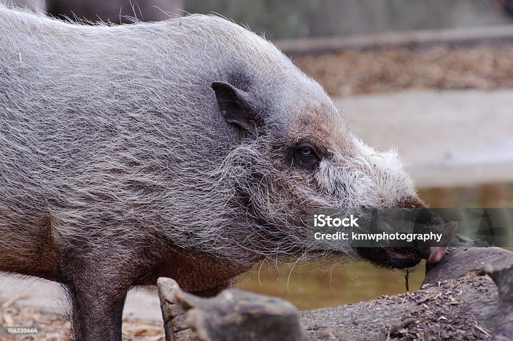 Javali procura por comida - Foto de stock de Animais em Extinção royalty-free