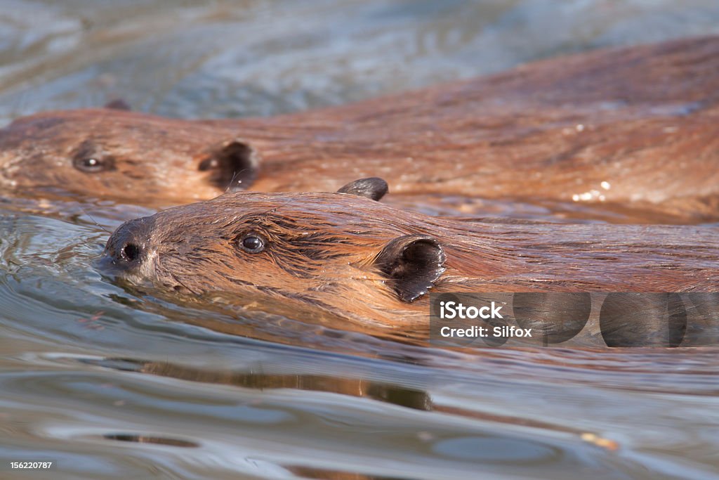 Beavers dwa - Zbiór zdjęć royalty-free (Bóbr kanadyjski)