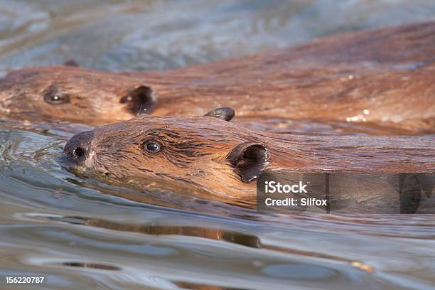 Foto de Beavers Dois e mais fotos de stock de Castor da América do Norte - Castor da América do Norte, Animal, Animal selvagem