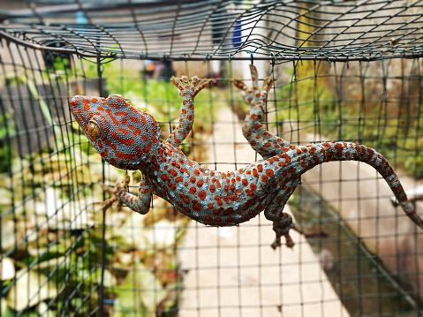 A gecko in a cage