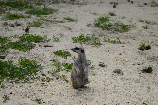 Red meerkat (Cynictis penicillata) is little furry predator with reddish pelage and brown eyes.
