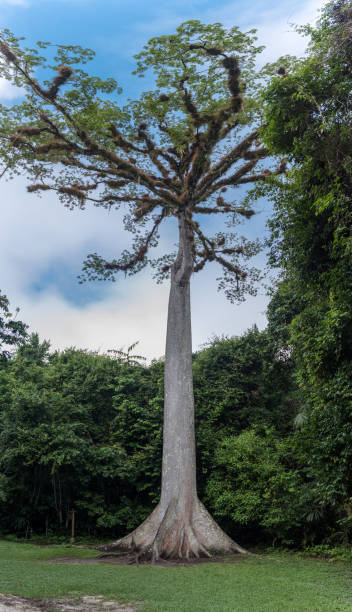 istock Huge Tree in Tikal Park. Sightseeing object in Guatemala with Mayan Temples and Ceremonial Ruins 1562237157