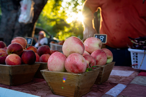 Close up of dew-covered fresh white peaches (Prunus persica) on display in the early morning at a pop-up farmers market with farmer standing in background.