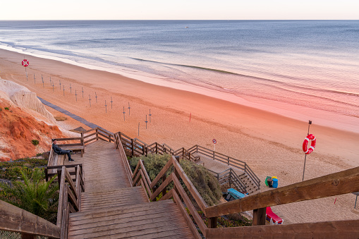 Flowering grass bushes on a sandy beach on the Baltic Sea coast in the village of Yantarny, Kaliningrad region, Russia