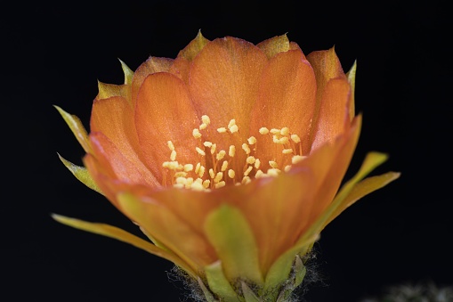A closeup of an Acanthocalycium Cactaceae on a dark background
