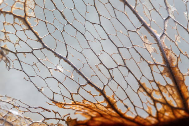 istock detailed textured lines on dry leaves for background and texture. 1562246109