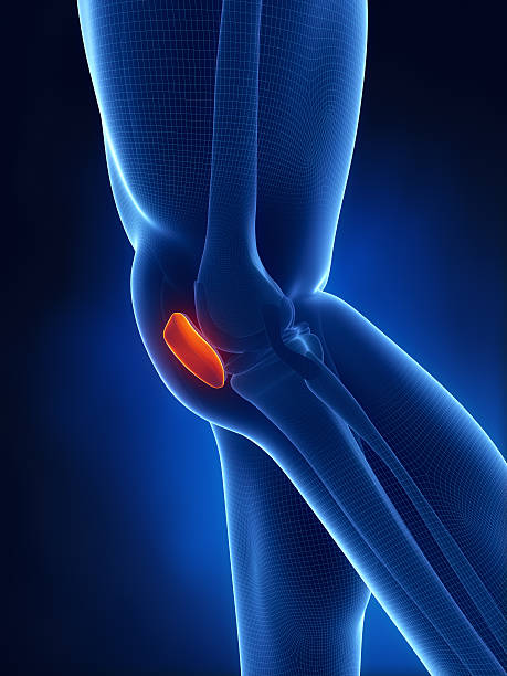 istock Patella knee anatomy lateral view 156224762