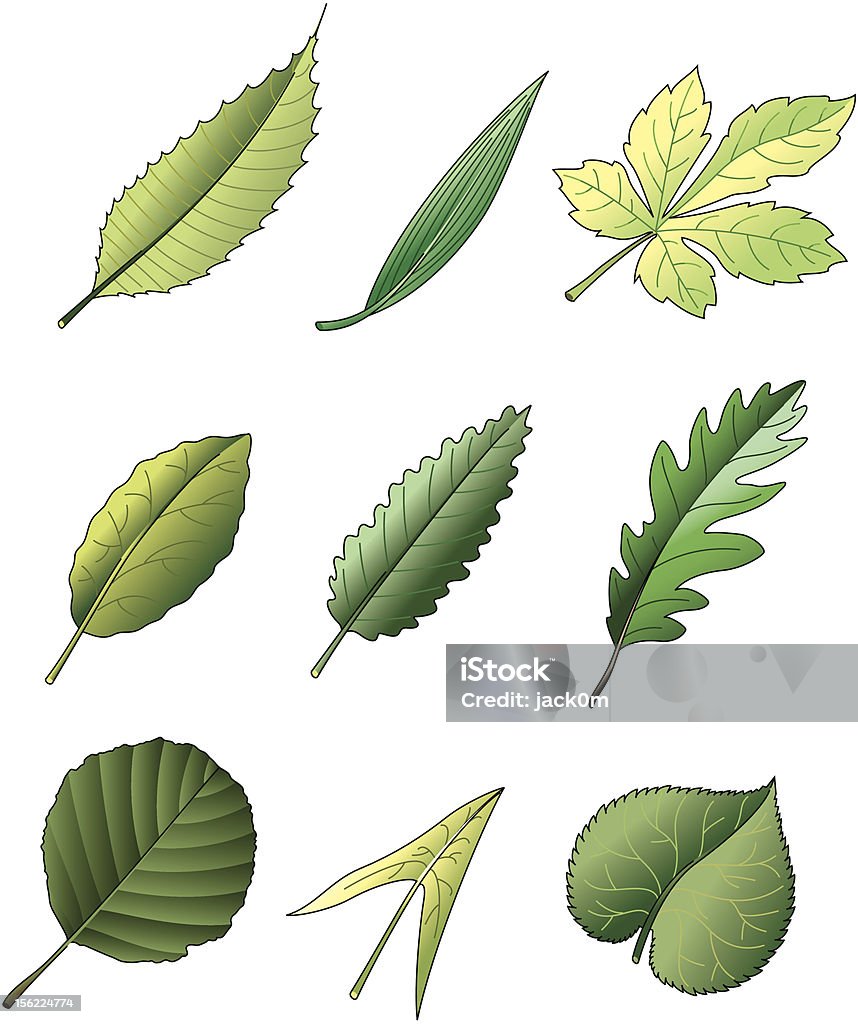 Feuilles de - clipart vectoriel de Châtaignier libre de droits