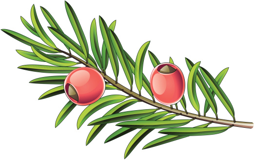 Twig of yew with two berries