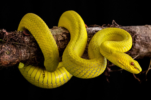 Yellow Viper Snake in close up and detail