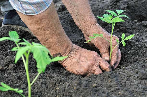 istock senior woman planting a tomato seedling 156225714