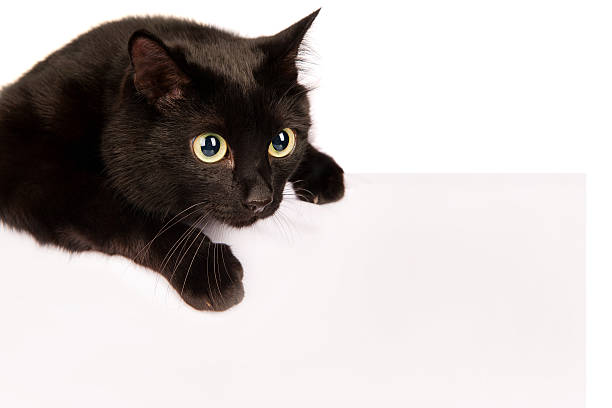 istock Black cat with a sheet of paper 156226602