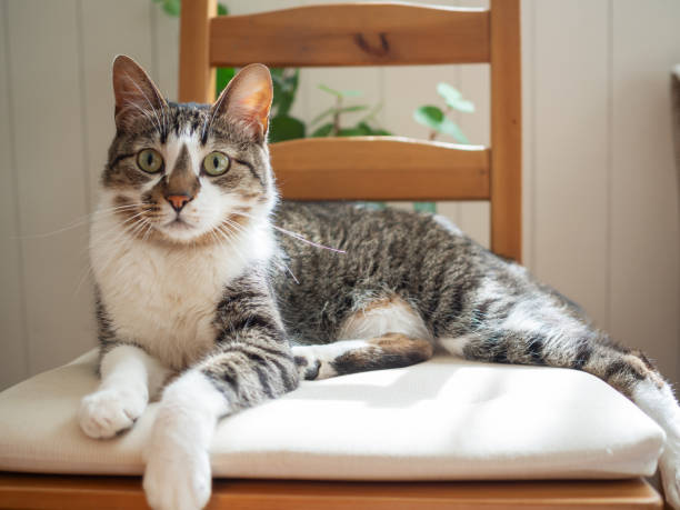 istock Cat sitting on the chair 1562268639